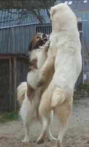 sagai4.jpg