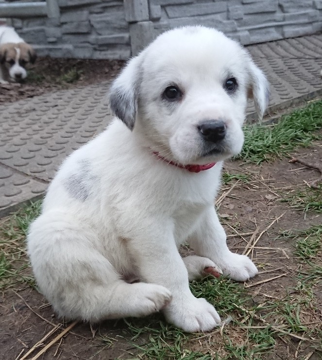 bellatrix-asian-majesty.jpg